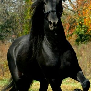 Meet your Posher, Scarlett